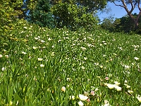 Field Of Flowers